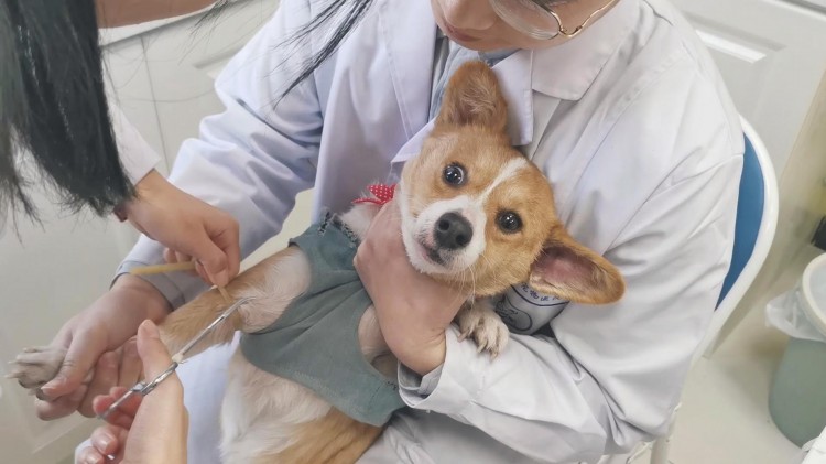 一只狗有这几种症状可能患上狂犬病了要留心