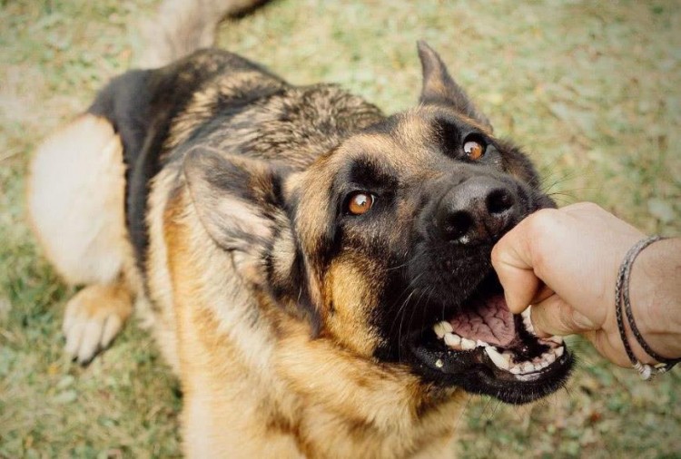 一只狗有这几种症状可能患上狂犬病了要留心