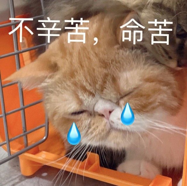 事实上，“宠物猫”和“土猫”的区别真的很大，没有骗你