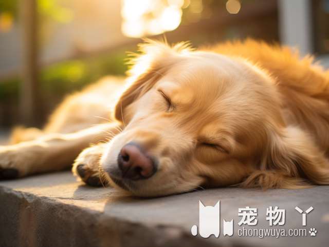 牧羊犬和边牧区别？