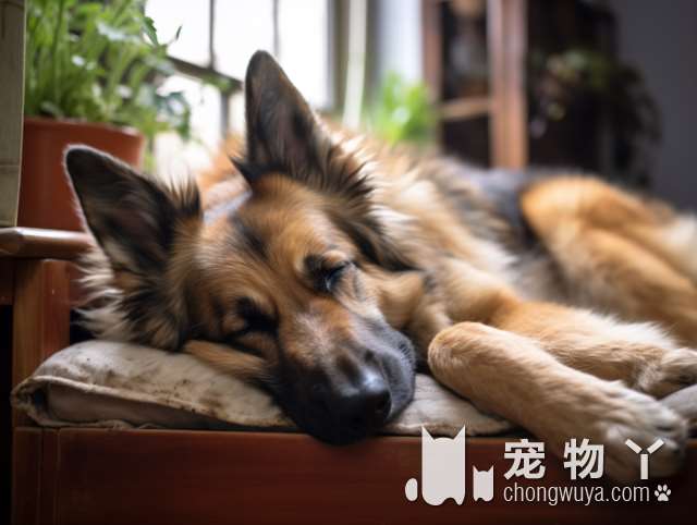 想养一只小狗吗？不知道哪种适合你？来幼犬专售，让你找到最合适的宠物小伙伴!