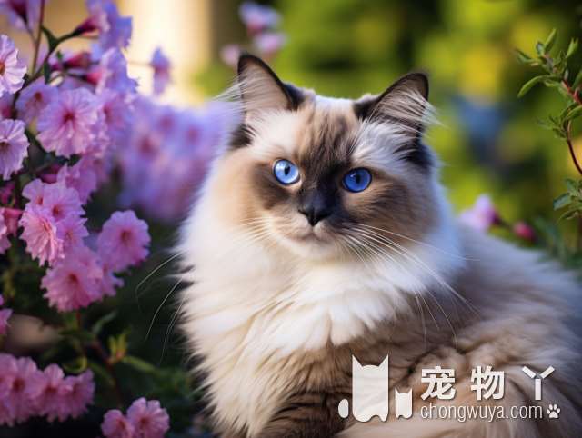 为什么宠物猫狗的活体售卖如此受欢迎?