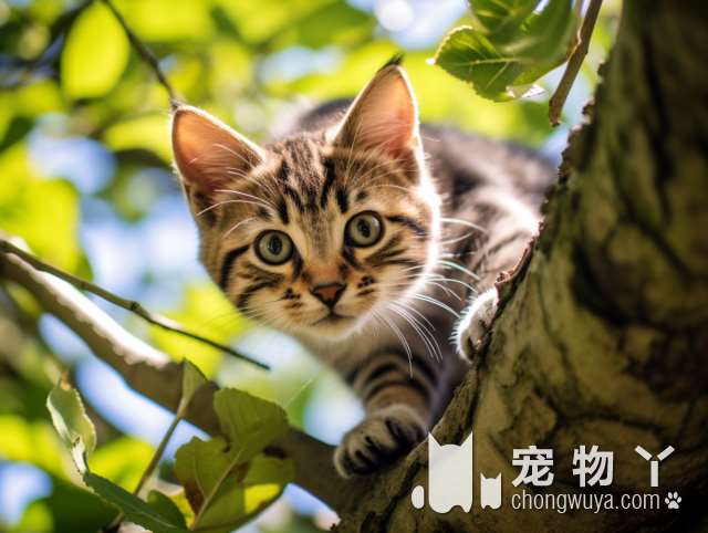 徐州大毛猫咖，猫咪可爱温顺，有没有你喜欢的猫咪呢?