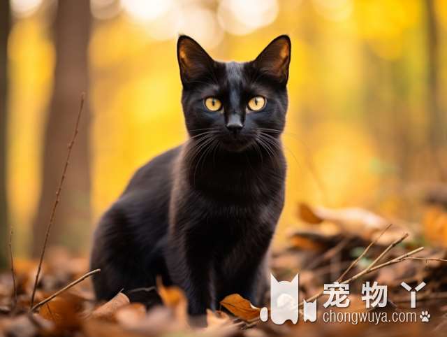 喵旺宠墅：可爱小猫等你领养!