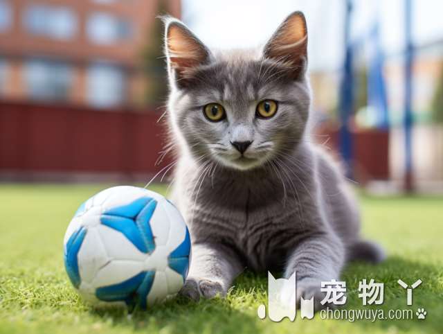 猫有多聪明？相当于人的智商？