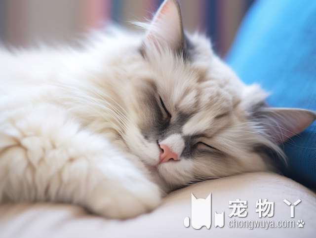 矮脚拿破仑猫好养吗?