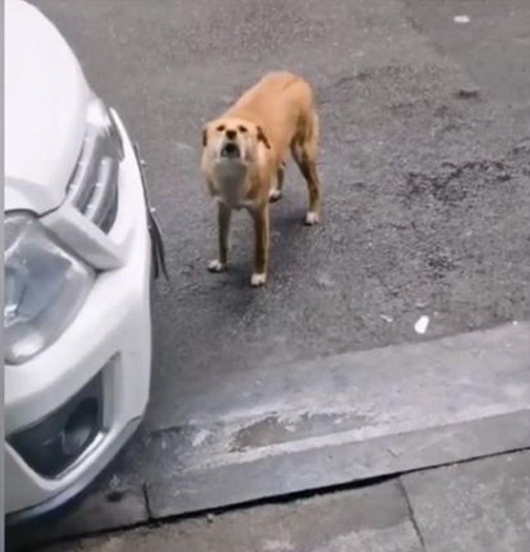 长沙一中华田园犬被绝育后，竟堵门“骂街”3个月，兽医：我错了